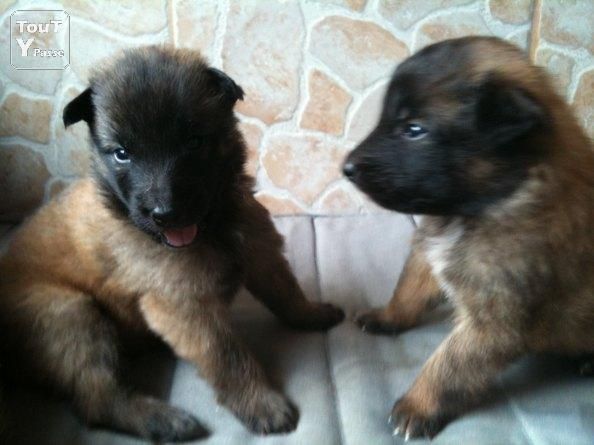 chiot Berger Belge Du Domaine De Stalheim